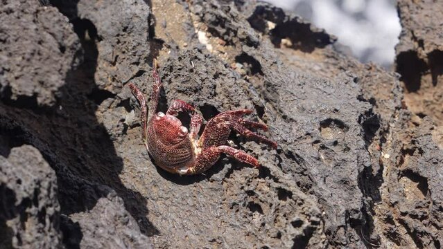 Footage of a crab sitting on the rock next to the blue sea