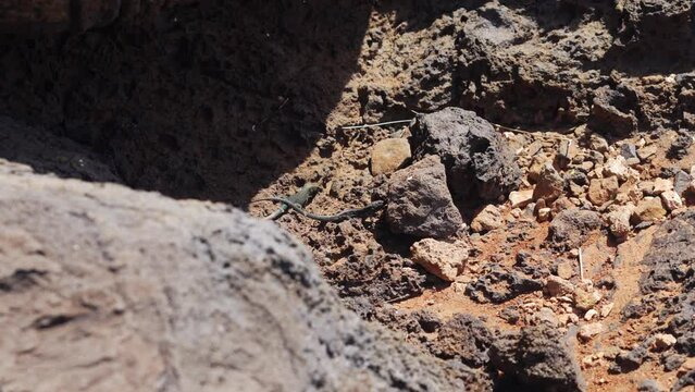 Madeiran wall lizards "Teira dugesii" fighting on the rocks