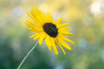 Fototapeta premium Sonnenblume 1
