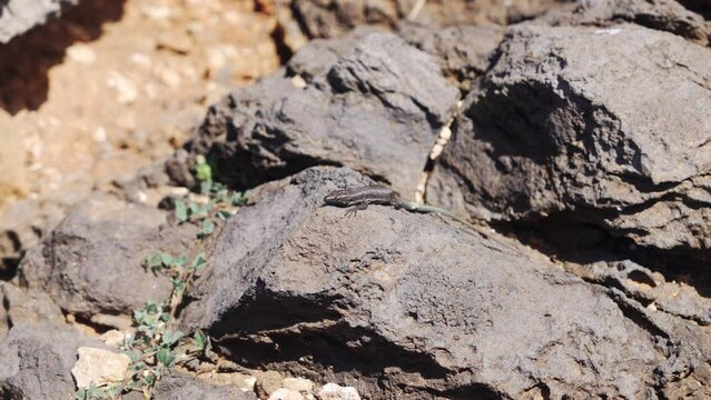 Madeiran wall lizard "Teira dugesii" on the rocks