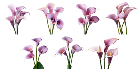 Png Set Purple calla lily flowers isolated on a transparent background in close up