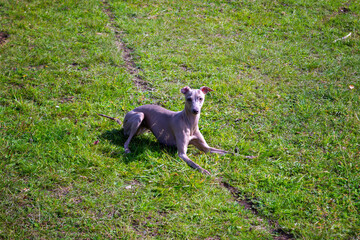 Portrait of Italian Greyhound male dog walking in green grass field.