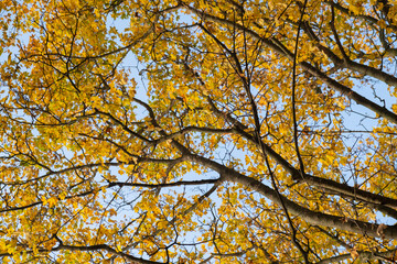 Orange yellow autumn leaves on sky background. Fall season, october, november time