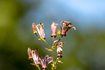 Krötenlilie als Nektarspender Bienen&Hummeln