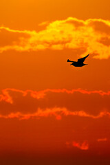 Fototapeta na wymiar Shearwater in sunset