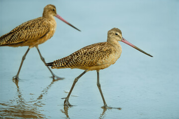 Marbled Godwits