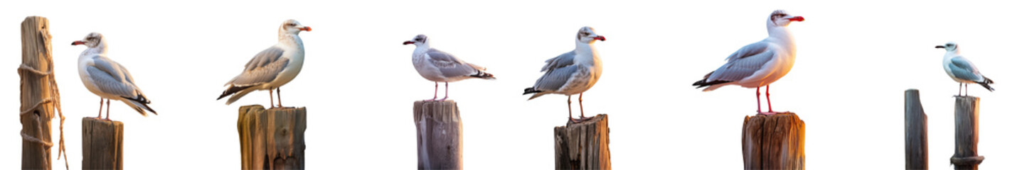 Png Set Seagull perched on a pole at sunrise seen up close transparent background