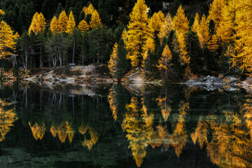 fall color yellow larch and pine trees with reflections in calm mountain lake