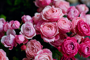 Pink roses in various shades and degrees of blossom on a dark green background
