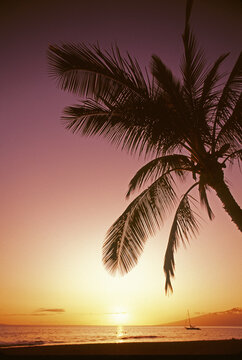 Palm Tree Silhouetted By Bright Pink And Yellow Sunset Sky