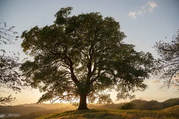 Poster tree in the morning © Martin Nicolas