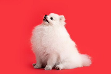 Obraz premium Dog breed pomeranian spitz funny sits on a red background