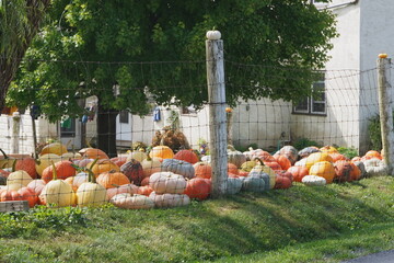 Red and Yellow Pumpkins on Lawn of  Farmhouse in Summer
