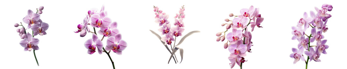 Png Set Purple orchid stem with lilac flower bloom on a transparent background