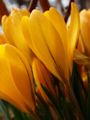 yellow crocus flowers