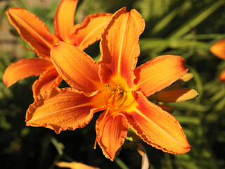 Orange flower lily summer plant