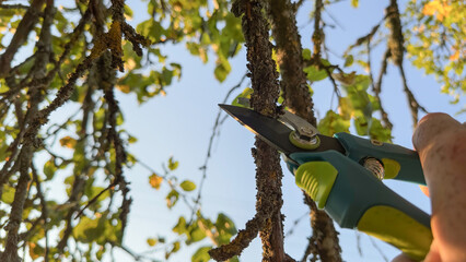 Trimming tree branches with scissors. Gardener cuts branches on old tree with Handheld Pruning...