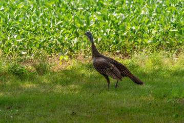 Urban Wild Turkey Near A Soybean Field In Summer In Wisconsin