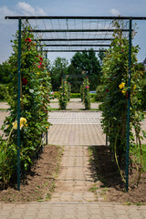 walkway in garden