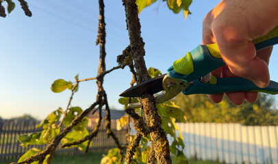 Trimming tree branches with scissors. Gardener cuts branches on old tree with Handheld Pruning...