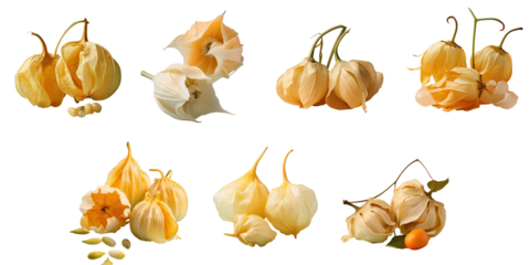 Png Set Physalis cut in half still with husks on a transparent background
