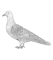 pigeon isolated on white, Vintage engraving drawing style vector illustration