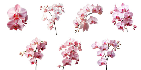 Png Set Close up of isolated pink orchid on a transparent background
