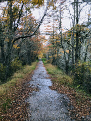 Fototapeta premium path in autumn forest