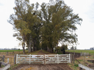 Quiet and muddy treelined road of entrance to a ranch in Uribelarrea, Argentina.