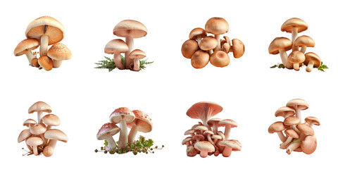 Png Set Cooking mushrooms on a transparent background