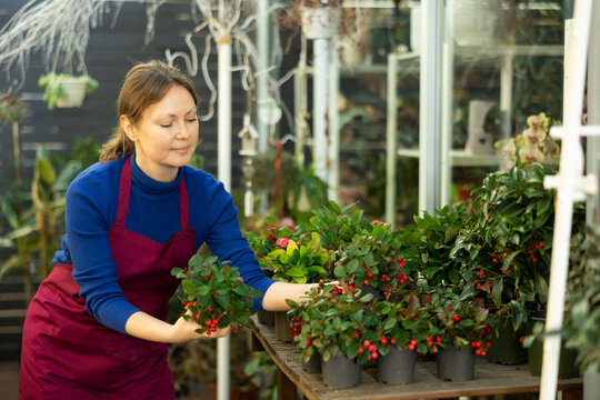 flower shop worker inspects pots with plants. florist woman took small pot with gaultheria