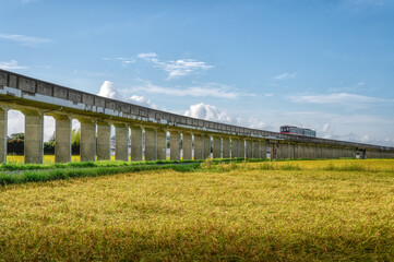 Obraz premium 茨城県ひたちなか市 金色の野を往く大洗鹿島線