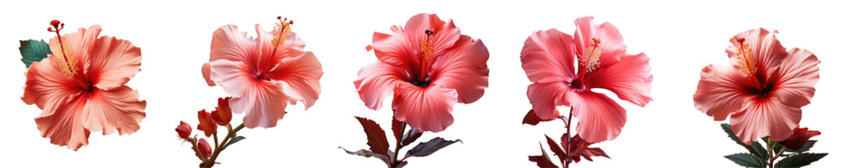 Png Set Closeup view of a red hibiscus flower on a transparent background
