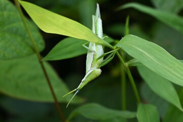 A smaller longheaded locust (Atractomorpha lata). Orthoptera Pyrgomorphidae. Adult females are larger than males, and the male is often seen riding on the female's back.