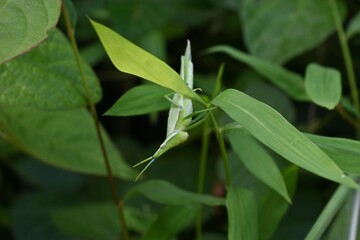 A smaller longheaded locust (Atractomorpha lata). Orthoptera Pyrgomorphidae. Adult females are larger than males, and the male is often seen riding on the female's back.