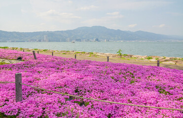 琵琶湖とシバザクラ