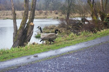 Two Canadian Geese standing between a river and a paved hiking path. 