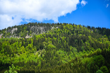 Beautiful green forest in the mountain in spring, drone shot. Evergreen and deciduous forest. Trees grow in nature.