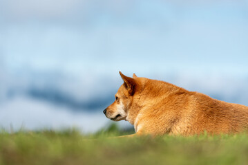 Dog lying on the green grass.