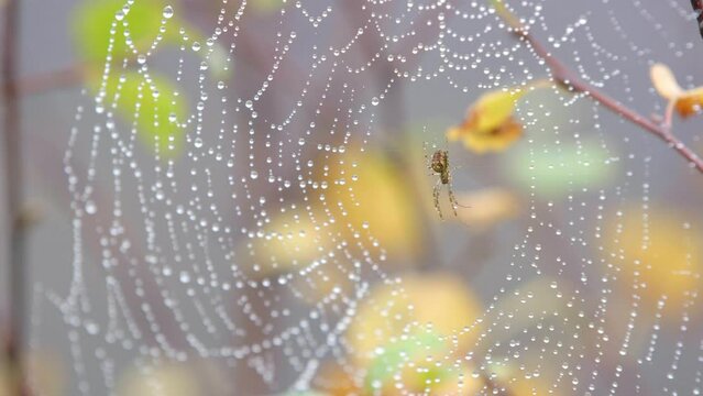 Wind And Rain On A Spider's Web