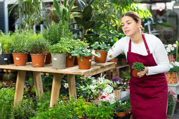 Woman florist in apron holding pot with peppermint and strawberry in flower shop