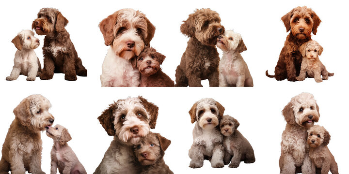 Png Set Image of a lagotto romagnolo puppy engaging in play with its mother an adult dog transparent background