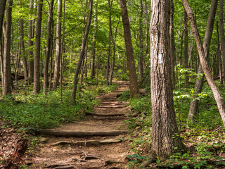Fototapeta premium Appalachian Trail with wooden foot steps in the Shenandoah National Park, Virginia, USA.