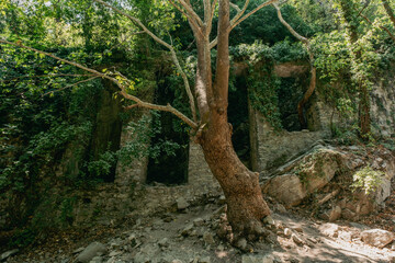 Old rooted plane tree