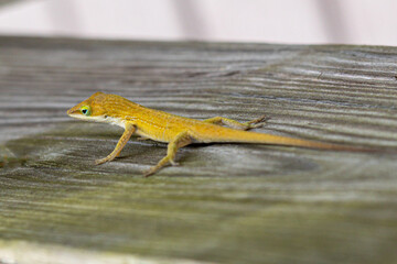 An Anolis carolinensis or green anole is a lizard native to the southeastern United States. Animal world. Animal lover. Nature