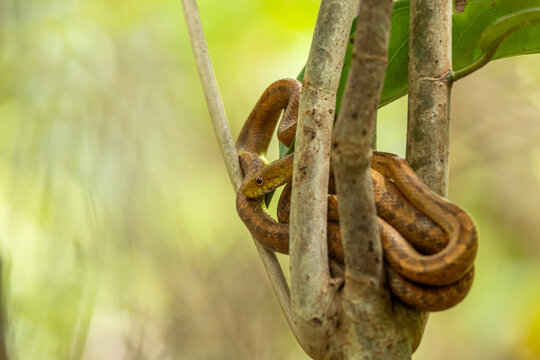 The brown tree snake also known as the brown Catsnake or Cobra-arborea-marron. Species Boiga irregularis.