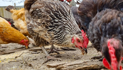 Chickens peck grain on the ground. Poultry factory. Bird farm.