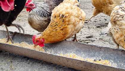 Chickens peck grain. Farming. Selective focus.