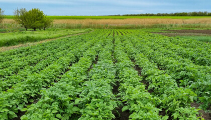 Fototapeta na wymiar Potato field. Growing potatoes in the field.