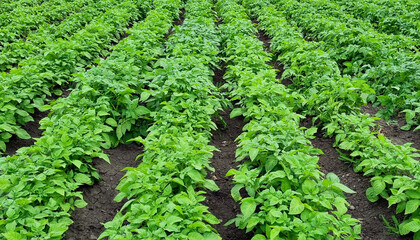 Potato field. Potato harvest. Rows of potato bushes in the garden.
